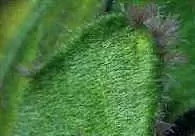 Les Plantes d'un bac Tanganyika 5 algues chlorophyte