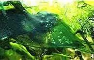 Les Plantes d'un bac Tanganyika 3 algues cyanobacteries