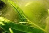 Les Plantes d'un bac Tanganyika 7 algues diatomee