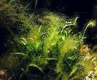 Les Plantes d'un bac Tanganyika 4 algues rhodophyte