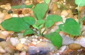 Les Plantes d'un bac Tanganyika 9 anubia nana
