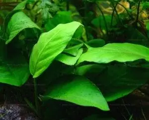 Les Plantes d'un bac Tanganyika 8 anubias barteri