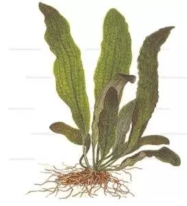 Les Plantes d'un bac Tanganyika 10 aponogeton boivinianus