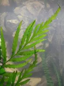Les Plantes d'un bac Tanganyika 11 bolbitis heudelotii