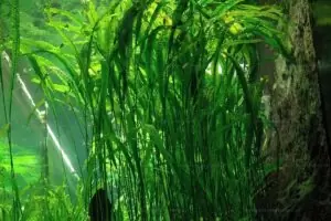 Les Plantes d'un bac Tanganyika 14 cryptocoryne apogenetifolia