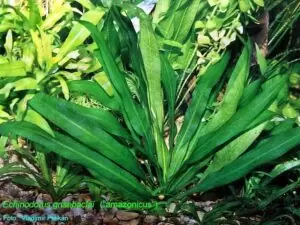 Les Plantes d'un bac Tanganyika 15 echinodorus grisebachii