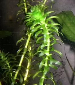 Les Plantes d'un bac Tanganyika 16 egeria densa
