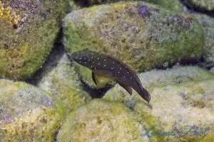 Les Plantes d'un bac Tanganyika 2 eretmodus kerenge5lp