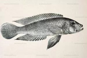 'Lamprologus' callipterus