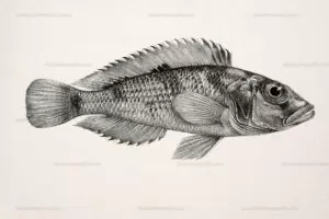 'Lamprologus' lemairii