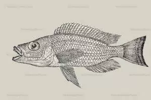 'Lamprologus' leloupi