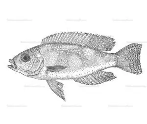 Neolamprologus caudopunctatus