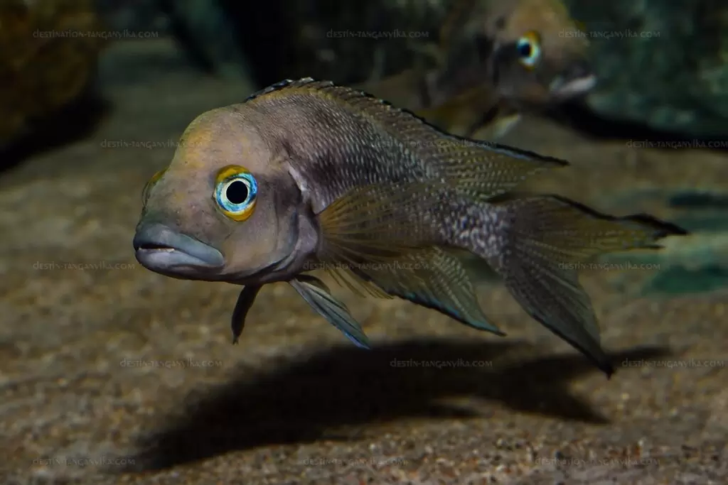 Neolamprologus furcifer