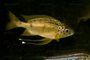 ophthalmotilapia nasuta chimba