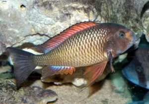 Tropheus problèmes de cohabitation 5 troph sp red.1