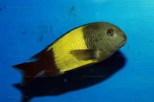 Tropheus problèmes de cohabitation 2 tropheus ikola