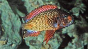 tropheus kachese