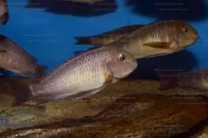 tropheus moorii namansi b.1