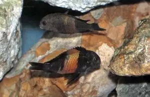 Tropheus problèmes de cohabitation 4 tropheus pemba d