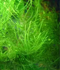 Les Plantes d'un bac Tanganyika 24 vesicularia dubyana