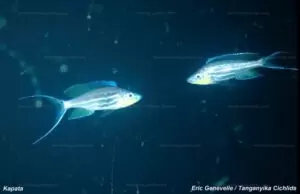Benthochromis horii