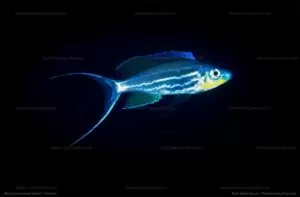 Benthochromis horii