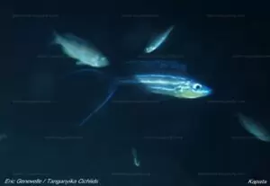 Benthochromis horii