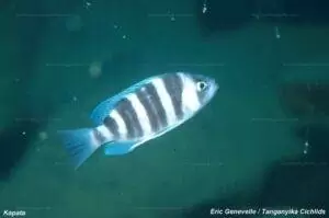 Perissodus straeleni
