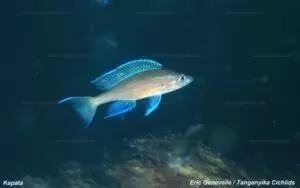 Paracyprichromis nigripinnis