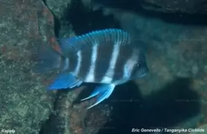 Cyphotilapia gibberosa