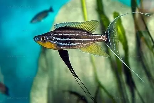 Benthochromis horii