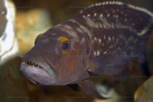 lepidiolamprologus elongatus