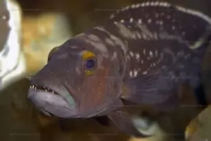 Lepidiolamprologus elongatus 2 lepidiolamprologus elongatus
