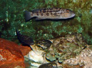 lepidiolamprologus elongatus 5