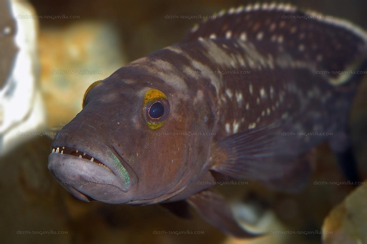 lepidiolamprologus elongatus