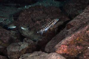 Lepidiolamprologus kendalli 2 lepidiolamprologus kendalli molwe4
