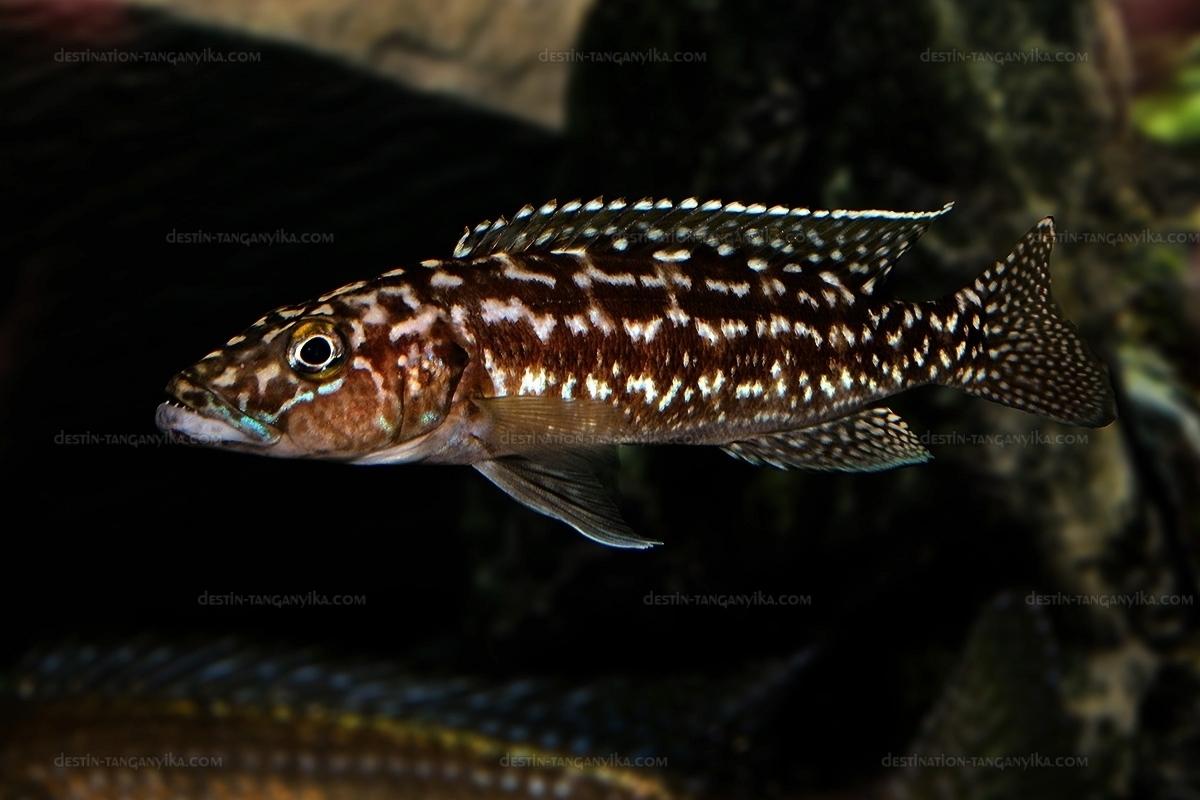 Lepidiolamprologus kendalli 1 lepidiolamprologus kendalli1
