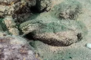 Mastacembelus moorii.