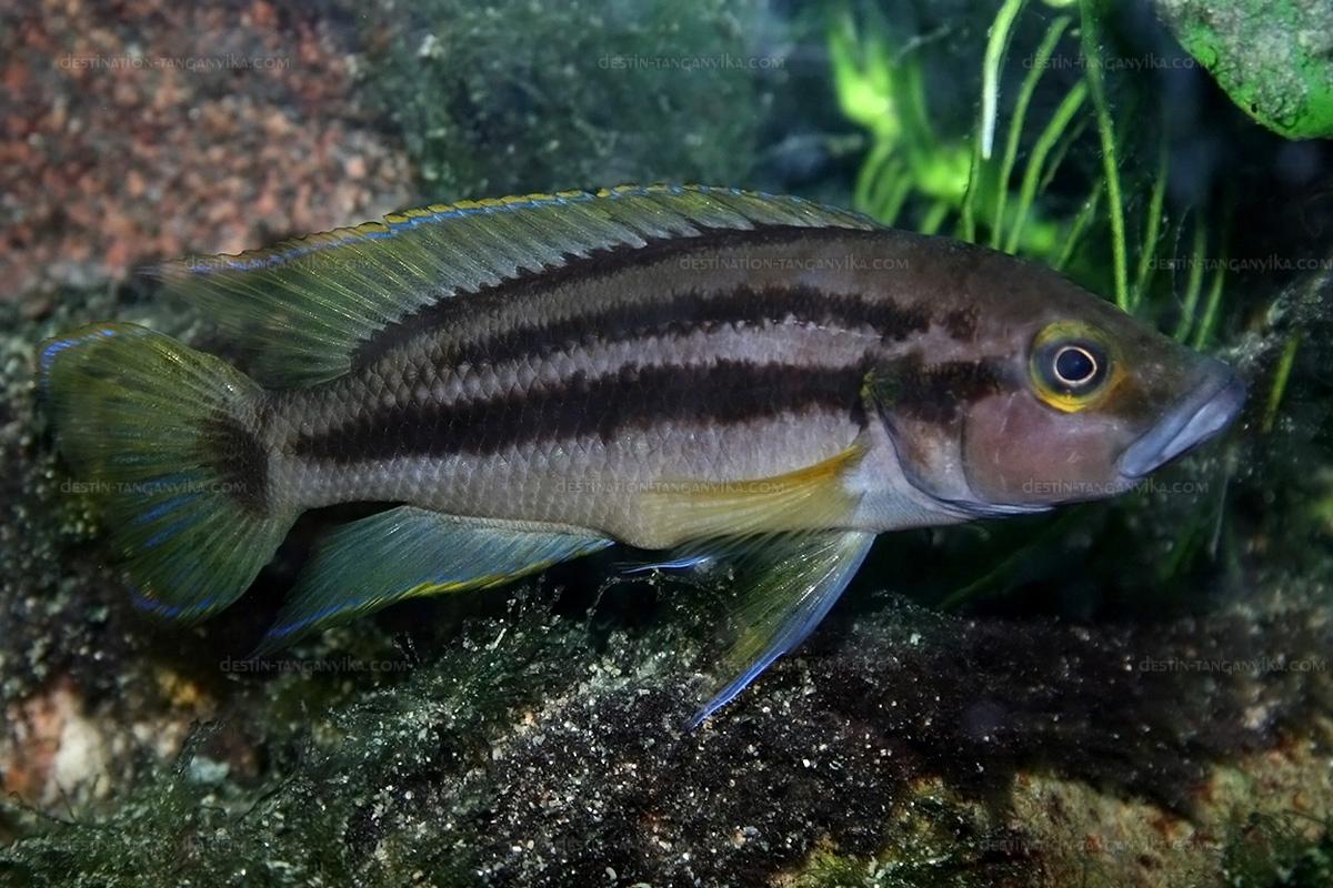 neolamprologus bifasciatus tawil