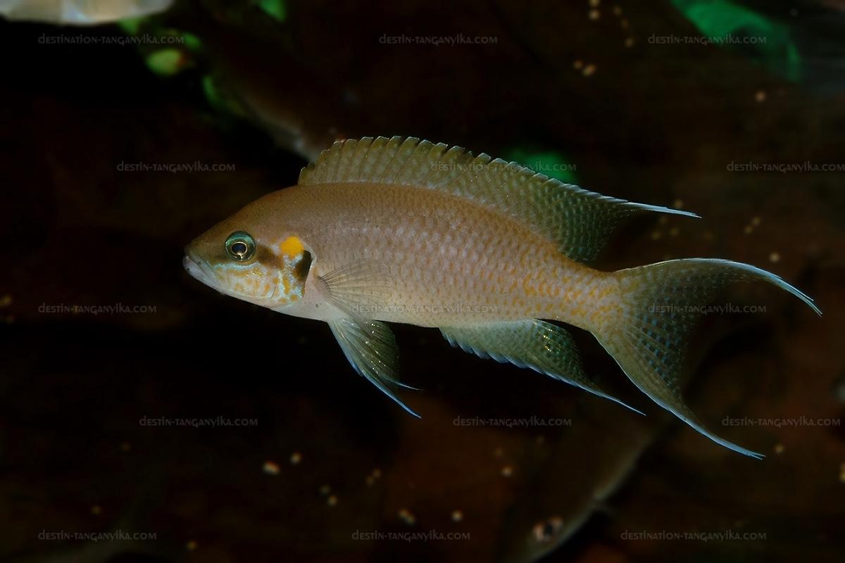 neolamprologus brichardi 4