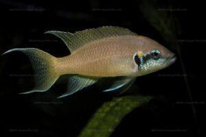 neolamprologus brichardi kashkezi2