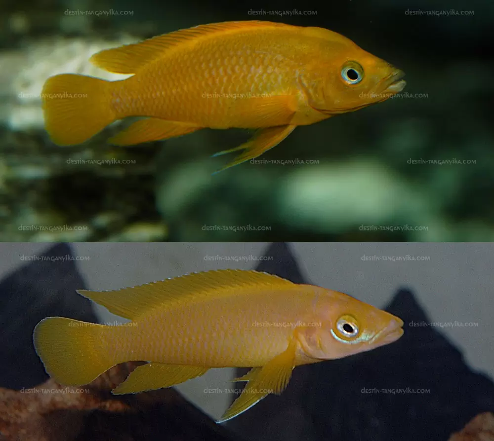 Neolamprologus leleupi & longior 1 compar leleupi longior