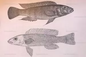 Planche de description d'après Boulenger 1906. Planche de description de Neolamprologus cunningtoni d'après Boulenger 1906.