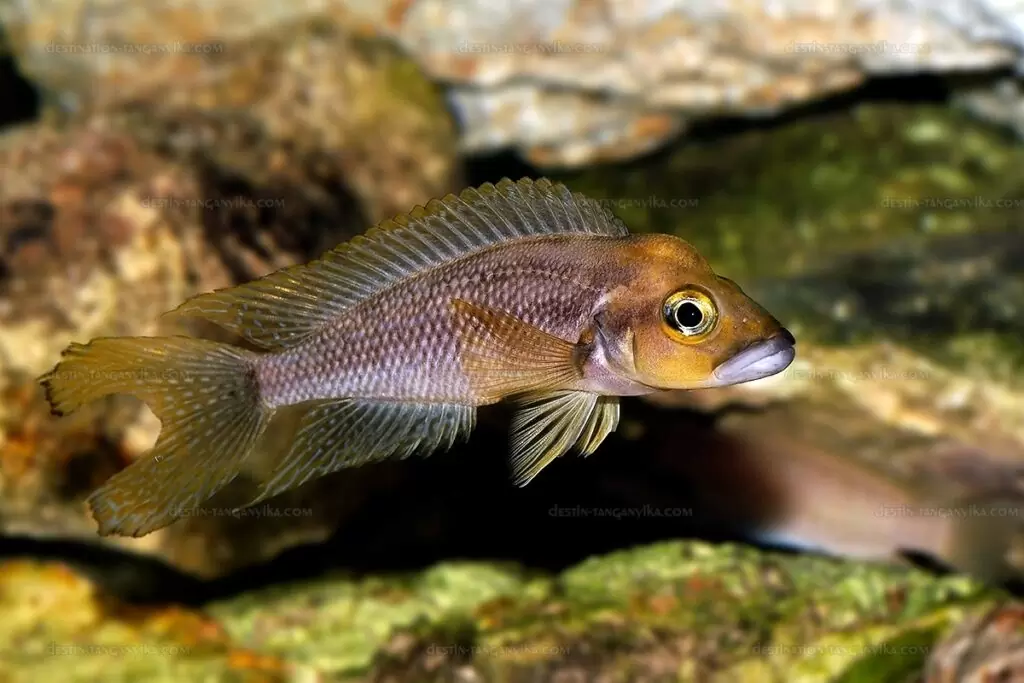 neolamprologus furcifer 4