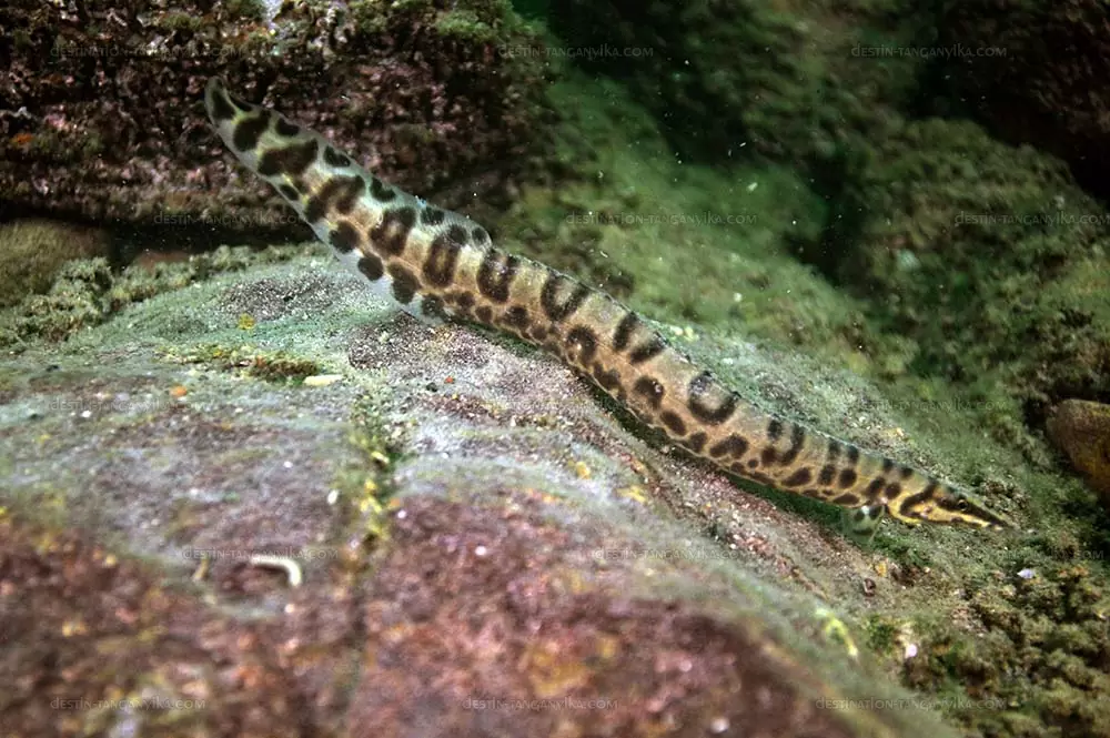 mastacembelus ellipsifer2