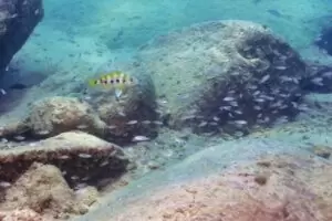 Neolamprologus sexfasciatus Neolamprologus sexfasciatus