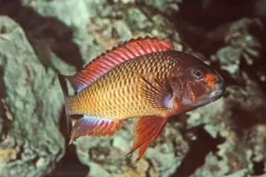 tropheus red kachese