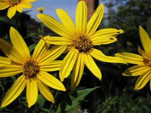 Neolamprologus helianthus 2 helianthe