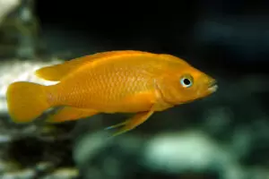 Neolamprologus leleupi neolamprologus leleupi
