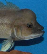Neolamprologus longicaudatus 2 longicaudatus nawicichlid